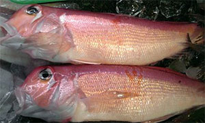 アマダイ(甘鯛)