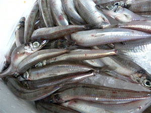 ニギス(メギス)