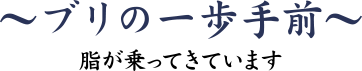 ブリの一歩手前~脂が乗ってきています~