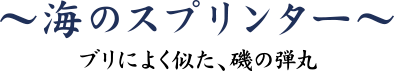 ヒラマサ ブリによく似た、磯の弾丸 ~海のスプリンター~