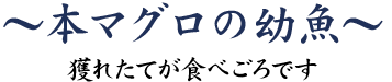 本マグロの幼魚~獲れたてが食べごろです~