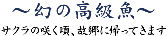 幻の高級魚~サクラの咲く頃、故郷に帰ってきます~