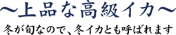ヤリイカ ~上品な高級イカ~ 冬が旬なので、冬イカとも呼ばれます