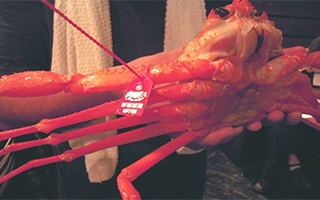 赤のタグ:紅ズワイガニ