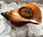 チヂミエゾボラ(エゾボラモドキ)